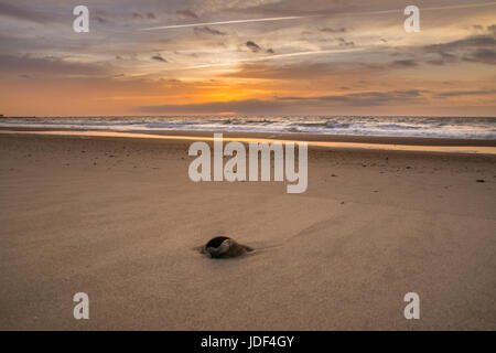 Fort Clinch Strand bei Sonnenaufgang, Amelia Island. Einsame Schale, Ebbe, Rusty Farbe Sand/Ozean Schutt entlang Ufer verbindet sich mit farbenfrohen Sonnenaufgang. Stockfoto