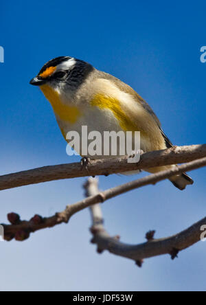 Gekerbten Pardalotes sind kleine Juwel-wie Vögel, die ernähren sich von Lerp und skalieren in den Eukalyptus-Bäumen Stockfoto