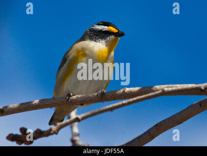 Gekerbten Pardalotes sind kleine Juwel-wie Vögel, die ernähren sich von Lerp und skalieren in den Eukalyptus-Bäumen Stockfoto