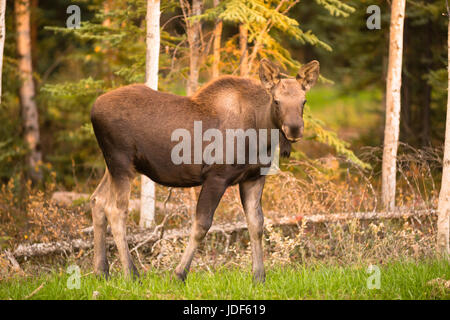 Eine junger Elch Kalb dauert einen Moment, um meine Position beim Weiden zu überprüfen Stockfoto