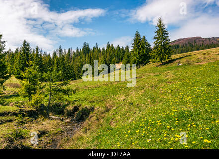 kleinen wilden Bach unter den Wald auf grasbewachsenen Hügel. sehr schöne Landschaft bei sonnigem Wetter Stockfoto