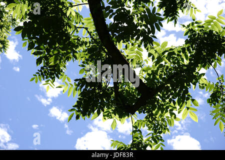 Die Kabinenhaube und die Baumkrone von einem Nußbaum, Juglans Cinerea gegen Wolken am blauen Himmel. Stockfoto