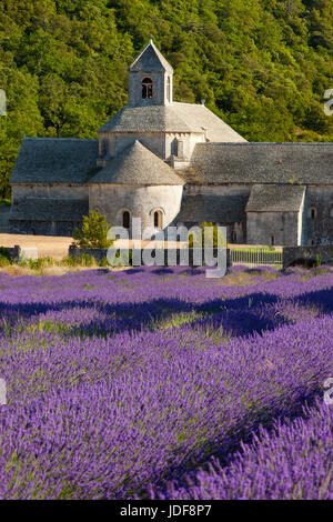 Reihen von Lavendel zu historischen Abbaye de Senanque in der Nähe von Gordes, Provence Frankreich Stockfoto