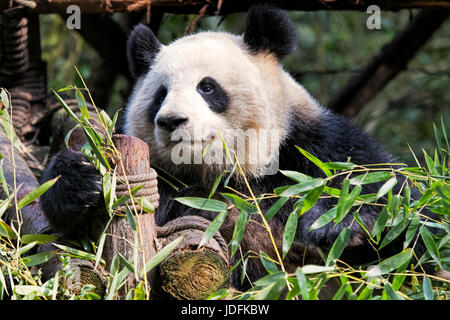 Erwachsenen riesigen Pandas Essen Bambus in Chengdu Research Base of Giant Panda Breeding, Chengdu, China Stockfoto