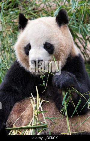 Erwachsenen riesigen Pandas Essen Bambus in Chengdu Research Base of Giant Panda Breeding, Chengdu, China Stockfoto