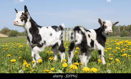 zwei junge lustige Ziegen in Löwenzahn gegenüber der jeweils anderen Stockfoto