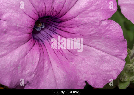 Rosa Primel Blume mit Staubfäden in freier Wildbahn Stockfoto