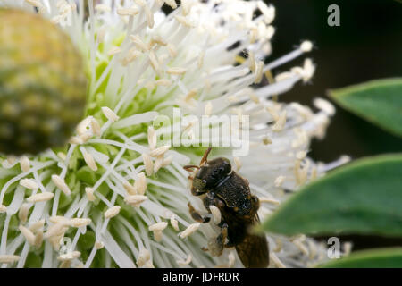 Kleine schwarze Wespe auf einige weiße Blumen Stockfoto