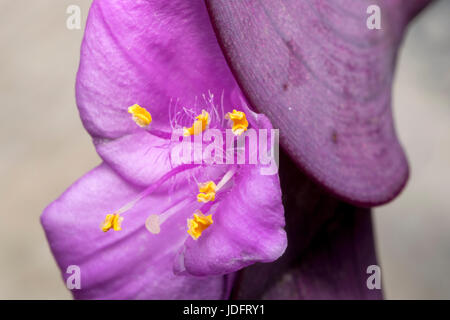 Lila Anagallis Arvensis Blume im Garten Stockfoto