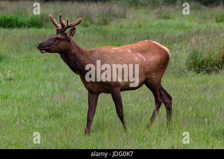 Eine junge Roosevelt Elk (Cervis Elaphus Roosevelti), mit samt noch auf seinem Geweih weidet in Elk Wiese im Prairie Creek Redwoods State Park in der Nähe oder Stockfoto