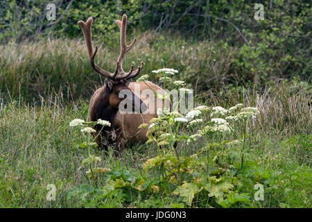 Roosevelt Elk (Cervis Elaphus Roosevelti) Bulle, mit samt noch auf sein Geweih, Schürfwunden, in der Nähe von Gold Bluff Beach im Prairie Creek Redwoods State Park Stockfoto