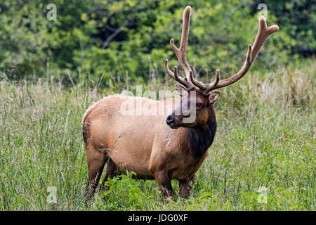 Roosevelt Elk (Cervis Elaphus Roosevelti) Bulle, mit samt noch auf sein Geweih, Schürfwunden, in der Nähe von Gold Bluff Beach im Prairie Creek Redwoods State Park Stockfoto