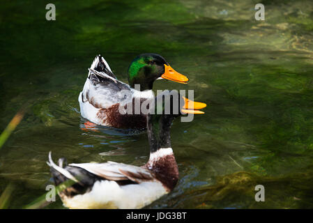 Zwei wunderschöne männliche Enten schwimmen im See Stockfoto