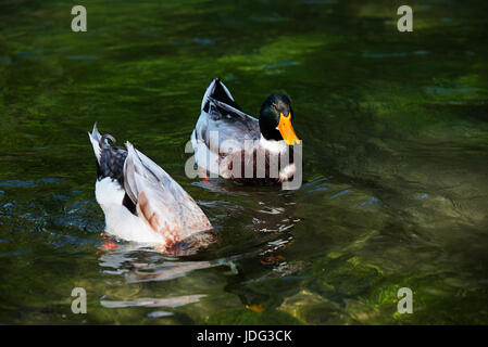 Zwei wunderschöne männliche Enten schwimmen im See Stockfoto
