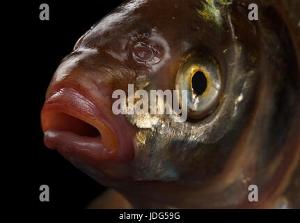 Brassen Fisch auf schwarzem Hintergrund Stockfoto