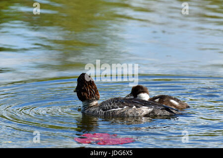 Weibliche Schellenten (Bucephala Clangula) und Entchen schwimmen auf dem Teich Stockfoto