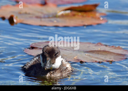 Gemeinsamen Goldeneye (Bucephala Clangula) Entchen schwimmen auf dem Teich. Stockfoto