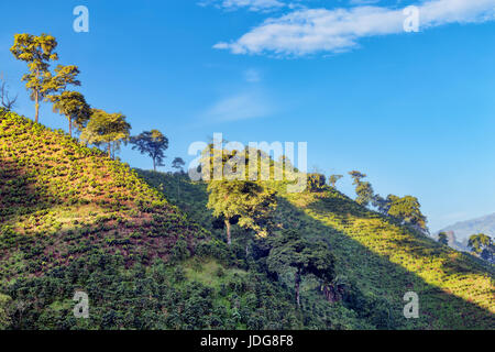 Kaffeepflanzen säumen den Hang auf eine Kaffee-Plantage in der Nähe von Manizales in der Kaffee-Dreieck Kolumbiens. Stockfoto