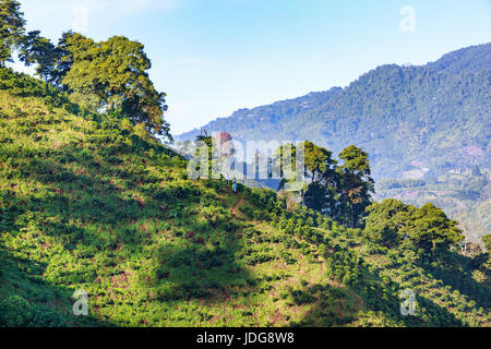 Am frühen Morgen leuchtet einem Hügel eine Kaffee-Plantage in der Nähe von Manizales in der Kaffee-Dreieck Kolumbiens. Stockfoto