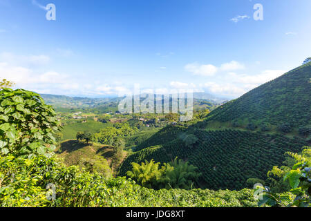 Bambus-Pflanzen wachsen unter den Kaffeepflanzen auf eine Kaffee-Plantage in der Nähe von Manizales in der Kaffee-Dreieck Kolumbiens. Stockfoto