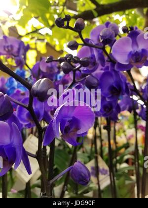 Foto von schönen unbeschnittenen lila Orchideen in einer natürlichen Umgebung, bringen die Vielfalt der Magenta Farben, die die Klammer dieser Blume geworden sind. Stockfoto