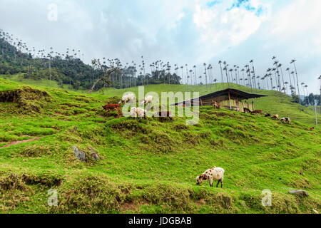 Kühe grasen friedlich im Cocora-Tal in der Nähe von Salento, Kolumbien. Stockfoto