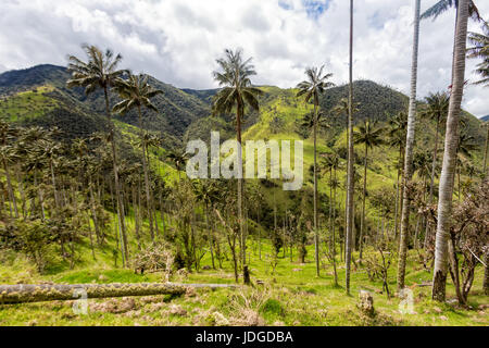 Ein Wachs Palmenwald mit dramatische Wolken in der Ferne außerhalb von Salento, Kolumbien. Stockfoto