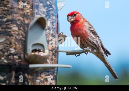 Schöne männliche Haus Fink (Haemorhous Mexicanus) frisst auf einem Hinterhof Futterhäuschen. Stockfoto