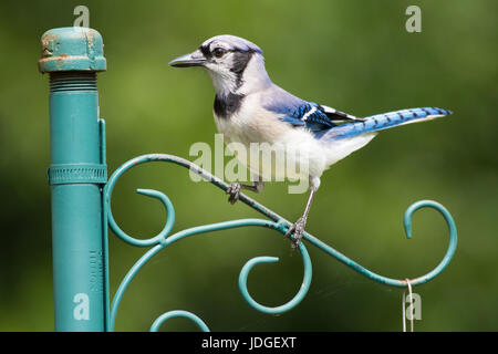 Blue Jay thront auf Post. Stockfoto