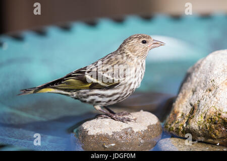 Pine Erlenzeisig, eine kleine Art von Finch, besucht eine Hinterhof-Vogeltränke und daraus trinkt. Stockfoto