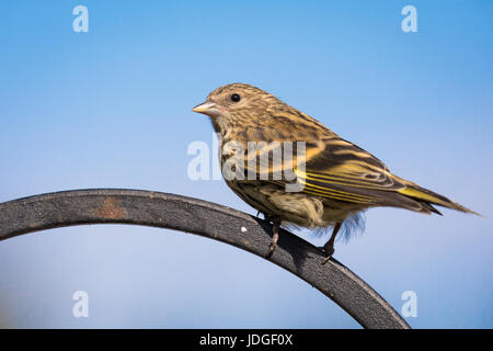 Hockende Kiefer Zeisig (Spinus Pinus). Pine Erlenzeisig ist eine kleine, wandernde Mitglied der Familie Fink. Stockfoto