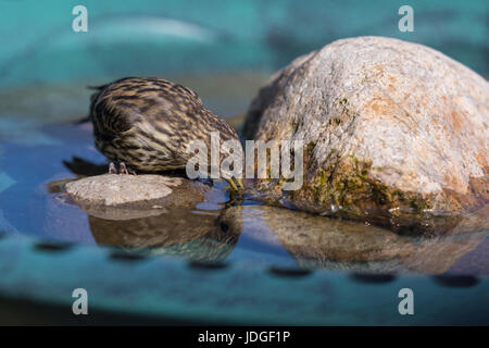 Pine Erlenzeisig, eine kleine Art von Finch, besucht eine Hinterhof-Vogeltränke und daraus trinkt. Stockfoto