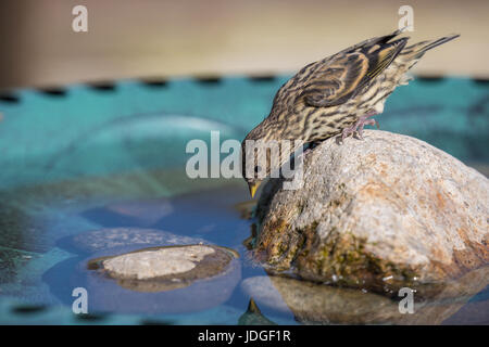 Pine Erlenzeisig, eine kleine Art von Finch, besucht eine Hinterhof-Vogeltränke und daraus trinkt. Stockfoto