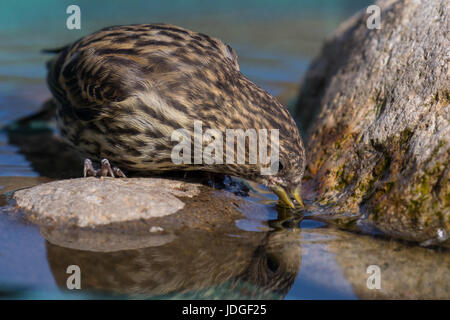 Pine Erlenzeisig, eine kleine Art von Finch, besucht eine Hinterhof-Vogeltränke und daraus trinkt. Stockfoto