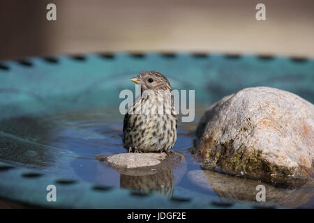 Pine Erlenzeisig, eine kleine Art von Finch, besucht eine Hinterhof-Vogeltränke und daraus trinkt. Stockfoto