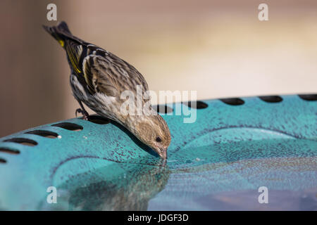 Pine Erlenzeisig, eine kleine Art von Finch, besucht eine Hinterhof-Vogeltränke und daraus trinkt. Stockfoto