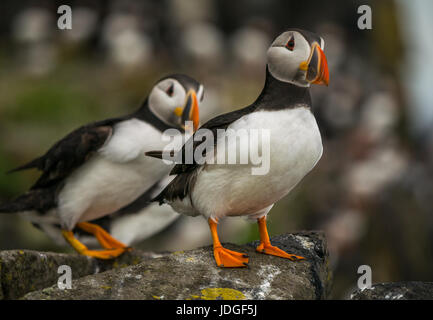 In der Nähe von zwei Atlantischen Papageientaucher, Fratercula arctica, Klippe, Insel, Erhabene, Schottland, Großbritannien Stockfoto