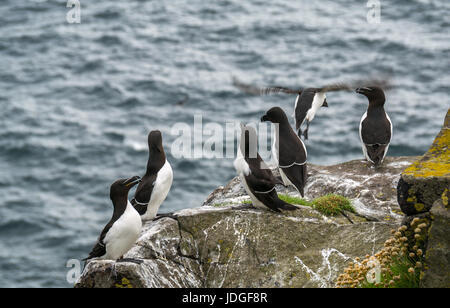 Gruppe von Tordalken, Alca torda, Klippe, Insel, Erhabene, Schottland, Großbritannien Stockfoto