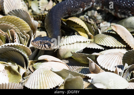 Wasser-Schlange bewegt über Muschelschalen an der Küste Floridas Crystal River gebändert. Gebänderten Wasserschlangen sind nicht giftig. Stockfoto