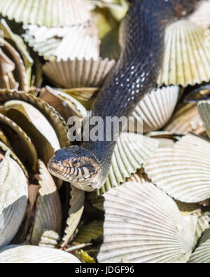 Wasser-Schlange bewegt über Muschelschalen an der Küste Floridas Crystal River gebändert. Gebänderten Wasserschlangen sind nicht giftig. Stockfoto