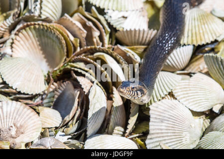 Wasser-Schlange bewegt über Muschelschalen an der Küste Floridas Crystal River gebändert. Gebänderten Wasserschlangen sind nicht giftig. Stockfoto