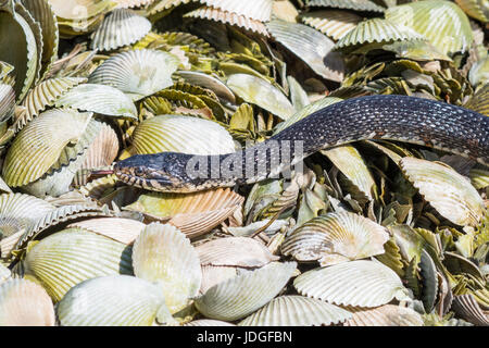 Wasser-Schlange bewegt über Muschelschalen an der Küste Floridas Crystal River gebändert. Gebänderten Wasserschlangen sind nicht giftig. Stockfoto