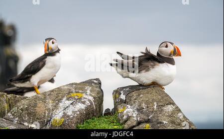 In der Nähe von zwei Atlantischen Papageientaucher, Fratercula arctica, Insel, Erhabene, Schottland, Großbritannien Stockfoto