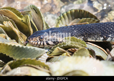 Wasser-Schlange bewegt über Muschelschalen an der Küste Floridas Crystal River gebändert. Gebänderten Wasserschlangen sind nicht giftig. Stockfoto