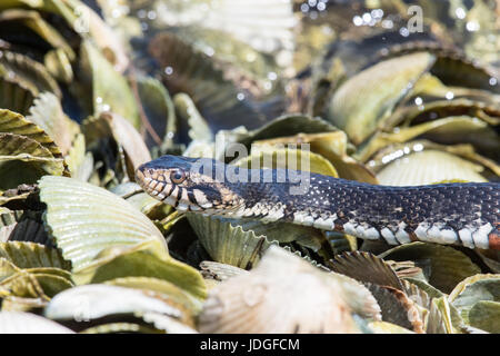 Wasser-Schlange bewegt über Muschelschalen an der Küste Floridas Crystal River gebändert. Gebänderten Wasserschlangen sind nicht giftig. Stockfoto