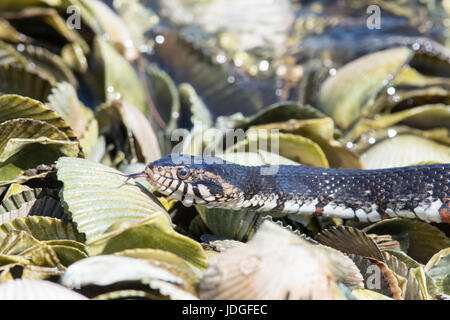 Wasser-Schlange bewegt über Muschelschalen an der Küste Floridas Crystal River gebändert. Gebänderten Wasserschlangen sind nicht giftig. Stockfoto