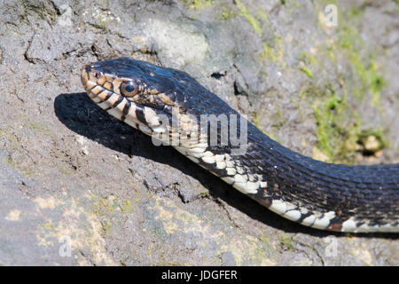 Florida gebändert Wasserschlange auf einem Felsen bewegt. Stockfoto