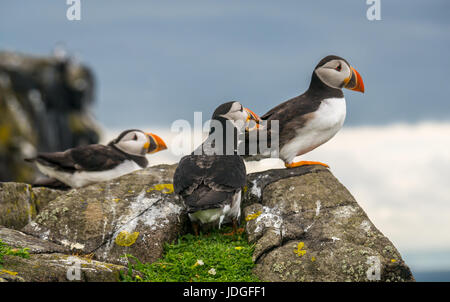 In der Nähe der kleinen Gruppe von drei Atlantischen Papageientaucher, Fratercula arctica, auf der Klippe mit puffin Federpicken, Insel, Erhabene, Schottland, Großbritannien Stockfoto