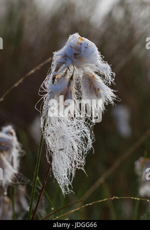 Blumen des gemeinsamen Wollgras, wegen der Tau nass Stockfoto