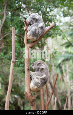 Zwei Koalas schlafen in einem Baum in identische Posen in Currumbin Wildlife Sanctuary, Australien Stockfoto